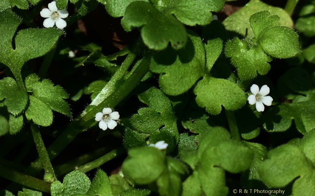 {Nemophila aphylla}